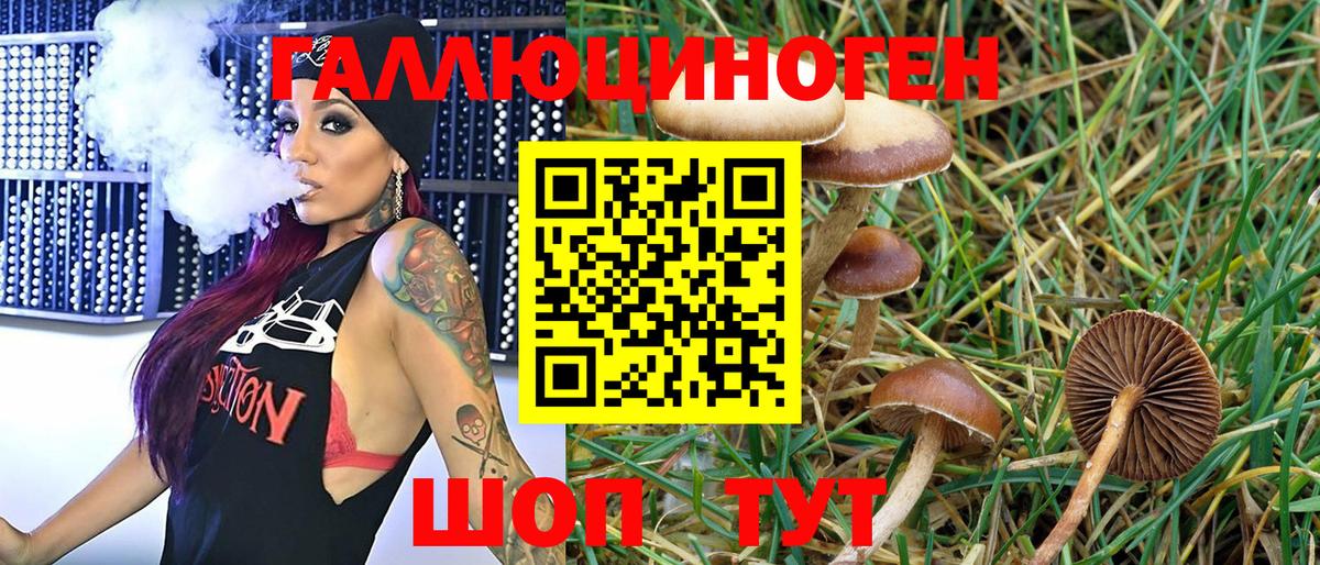 Псилоцибиновые грибы Psilocybine cubensis Чернушка